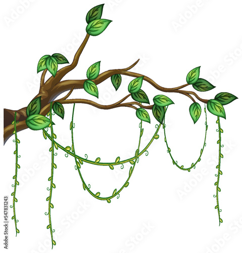 Tree branch with liana isolated