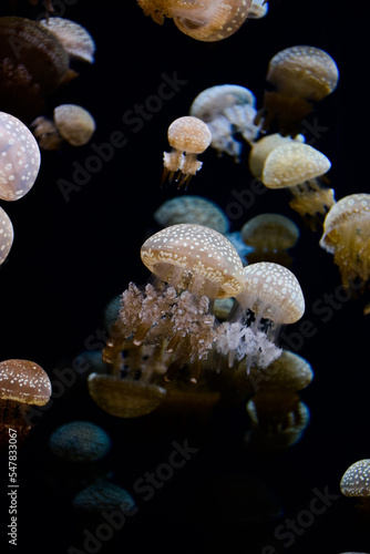 jellyfish in aquarium