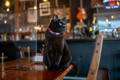 カフェのテーブルにいる黒猫