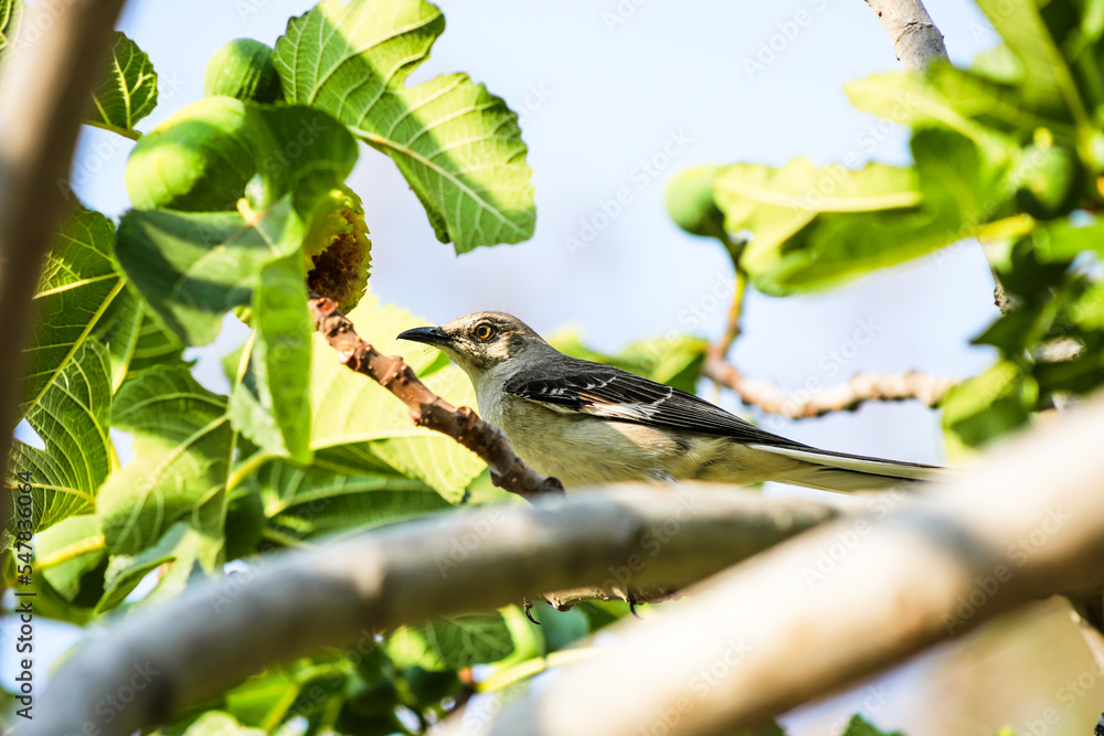 Fototapeta premium A mockingbird perched on a fig tree branch