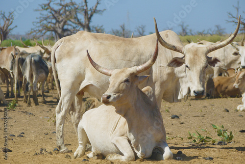 Herd of cows with white horns photo