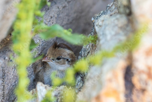 A baby quail chick hiding