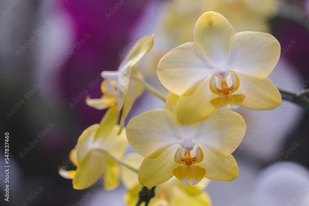 Obraz premium Beautiful orchid flower blooming at spring season