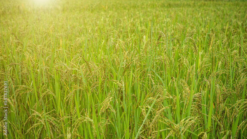 Obraz premium Jasmine rice field, Close up yellow rice seed ripe and green leaves