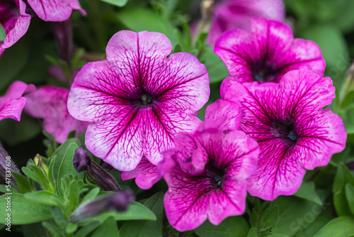 Beautiful petunia flower in the garden