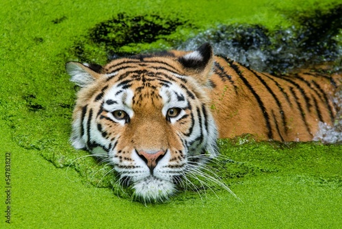 Tiger swimming in green nature, Royel bengal tiger swimming in a lake,