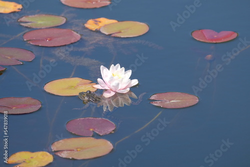 The Frog and Water Lily in the pond near the summer house 