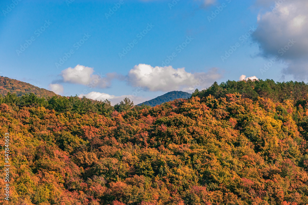 Autumn landscape in warm colors under a blue sky on a sunny day. Mountain landscape with autumn forest in yellow-red foliage. Mountains with colorful autumn trees under a cloudy blue sky. 