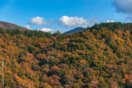 Mountain landscape with autumn forest in yellow-red foliage. Mountains with colorful autumn trees under a cloudy blue sky. Beautiful view of the stunning mountain landscape.