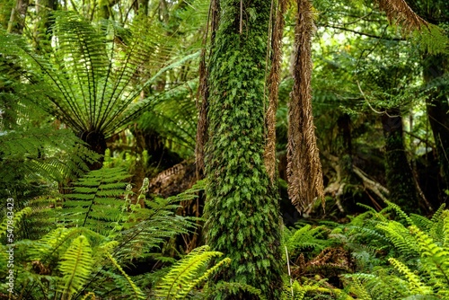 Tasmanian Rainforest 