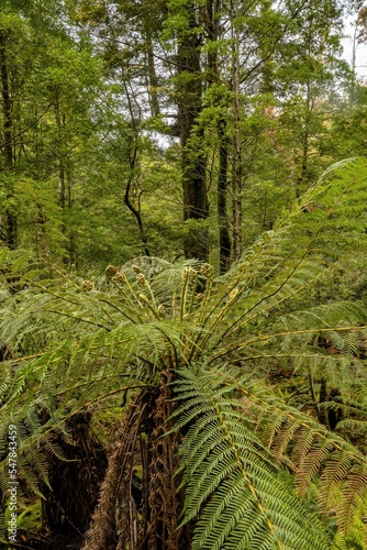 Tasmanian Rainforest 