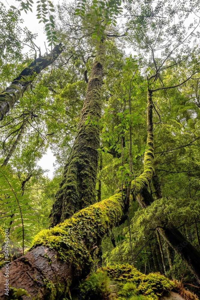 Fototapeta premium moss covered trees