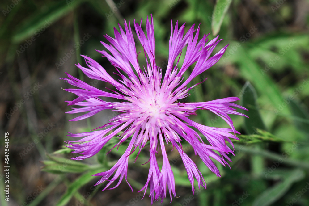 Wild pink flowers Cornflower - Pink bachelor's button (Centaurea pulcherrima). Useful honeybearing,ornamental and medicinal plant Wild pink flowers Cornflower - Pink bachelor's button (Centaurea pulcherrima). Useful honeybearing,ornamental and medicinal plant