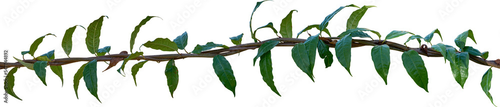 Fototapeta premium Vine plant, green leaves