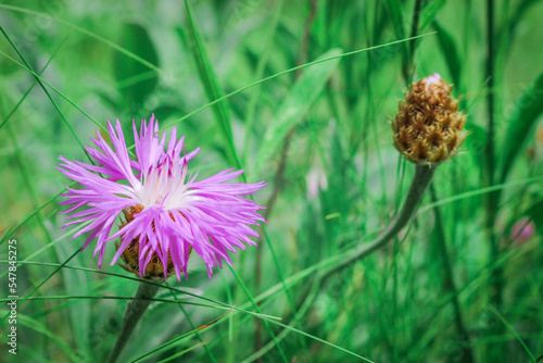 Wild pink flowers Cornflower - Pink bachelor's button (Centaurea pulcherrima). Useful honeybearing,ornamental and medicinal plant photo