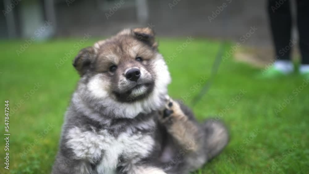 Slowmotion shot of a Finnish Lapphund itching behind its ear with its back leg Slowmotion shot of a Finnish Lapphund itching behind its ear with its back leg
