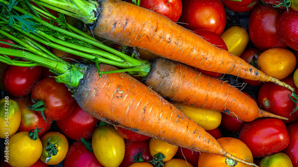 tomatoes, carrots on the table.Carrots, tomatoes just picked in the garden on wooden boards. carrots & tomatoes. tomatoes, carrots on the table.Carrots, tomatoes just picked in the garden on wooden boards. carrots & tomatoes.