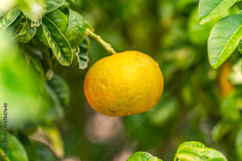 Yuzu fruit (Citrus junos) It is a citrus fruit from Japanese. 