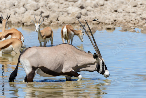 Wild oryx antelope in the African savannah