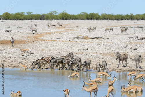 Wild african animals -gnu, kudu, orix, springbok, zebras drinking water in waterhole photo