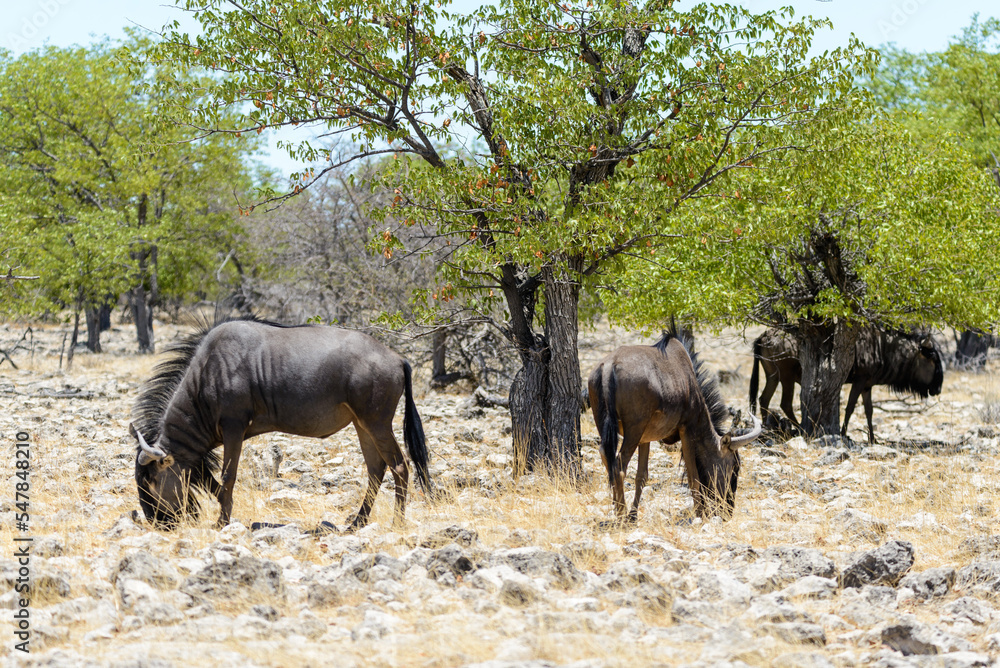 Fototapeta premium Wild gnu antelope in in African national park