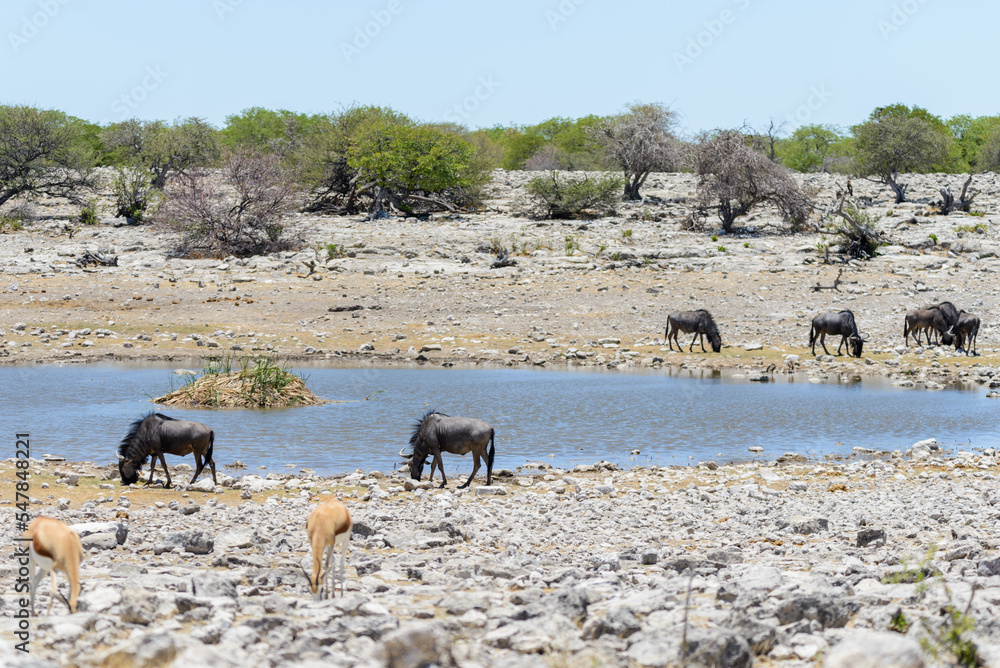 Obraz premium Wild gnu antelope in in African national park