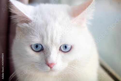 closeup of face white cat and blue eye