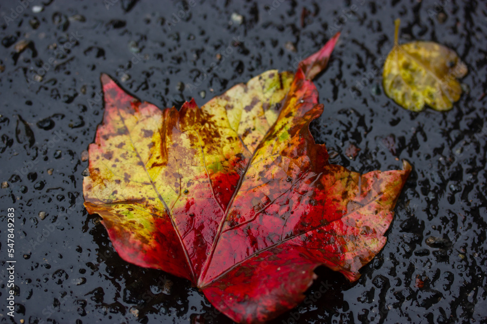 A red yellow autumn maple leaf lies on the black wet asphalt. An autumnal atmosphere in rainy weather. Fall season wallpaper macro shot top view. Fallen leaves on the street in a park, forest, woods. A red yellow autumn maple leaf lies on the black wet asphalt. An autumnal atmosphere in rainy weather. Fall season wallpaper macro shot top view. Fallen leaves on the street in a park, forest, woods.