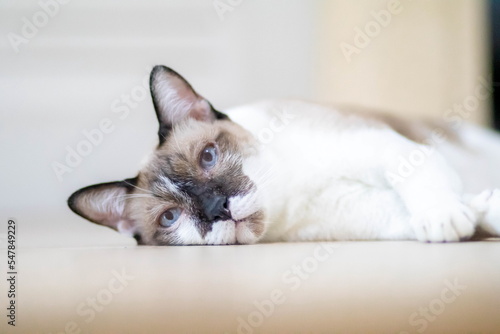 Fototapeta Naklejka Na Ścianę i Meble -  closeup of face white cat and blue eye