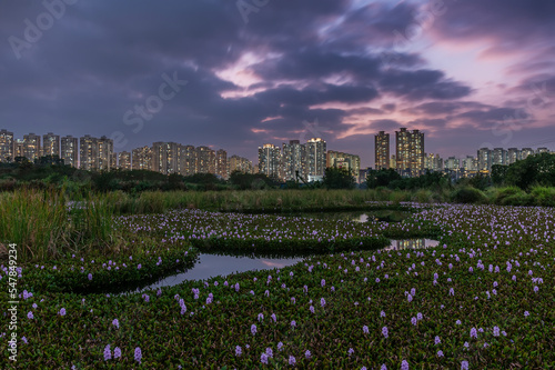 Photography Water hyacinth flower blossom in pond in Hong Kong city at dusk