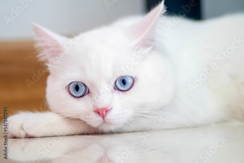 closeup of face white cat and blue eye