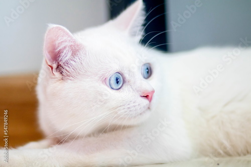 closeup of face white cat and blue eye