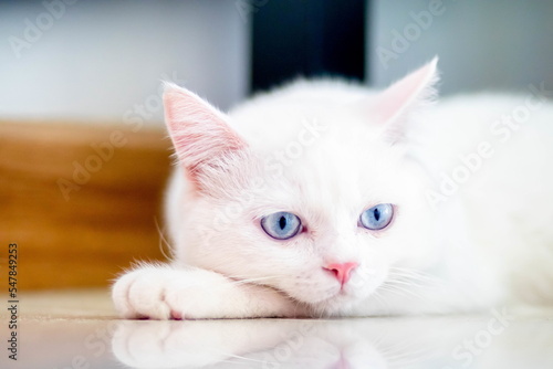 closeup of face white cat and blue eye