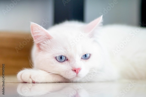 closeup of face white cat and blue eye