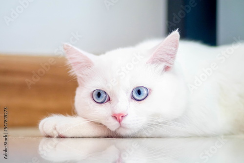 closeup of face white cat and blue eye