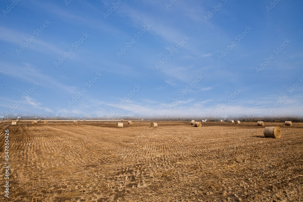There is rice straw in the field after harvest There is rice straw in the field after harvest