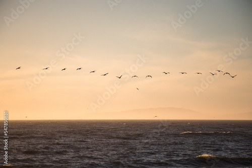 Birds Flying in the Sunset