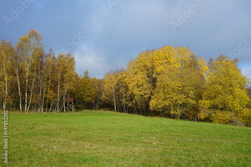 Herbstliche Landschaft im Siegerland bmit Gräsern und Steppe, Betula pendula