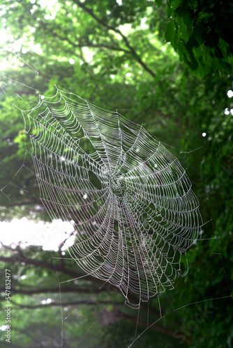 霧の朝に林の中でみつけた蜘蛛の巣