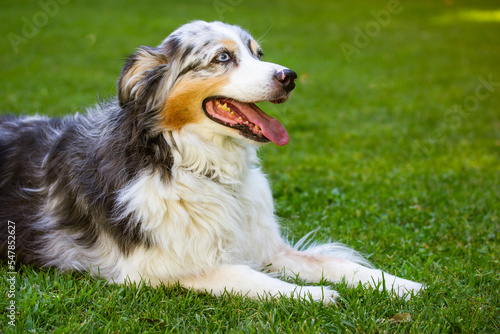 Australian shepherd dog in green park at summer. Tricolor canine with blue eyes