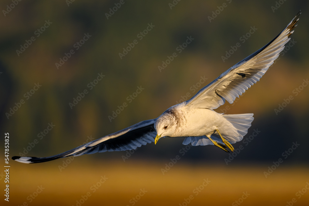 Eye level mid air photograph of a juvenile Short-billed Gull hovering over the Fraser River Eye level mid air photograph of a juvenile Short-billed Gull hovering over the Fraser River