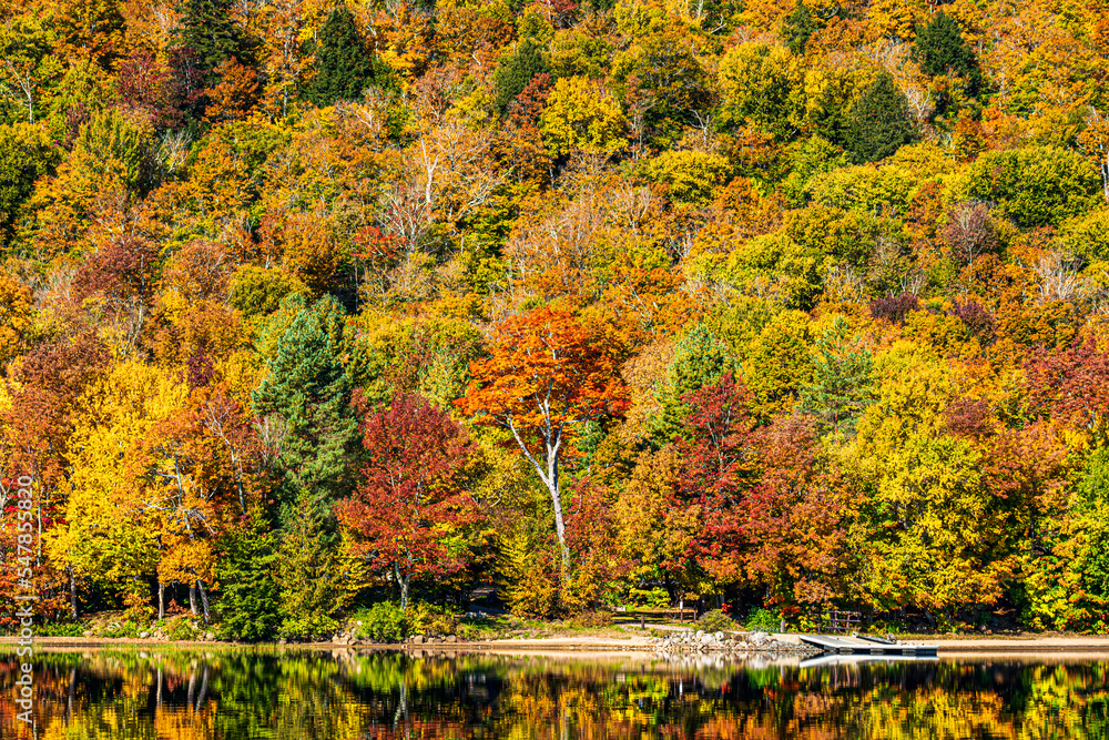 Autumn in the Adirondack forest Autumn in the Adirondack forest