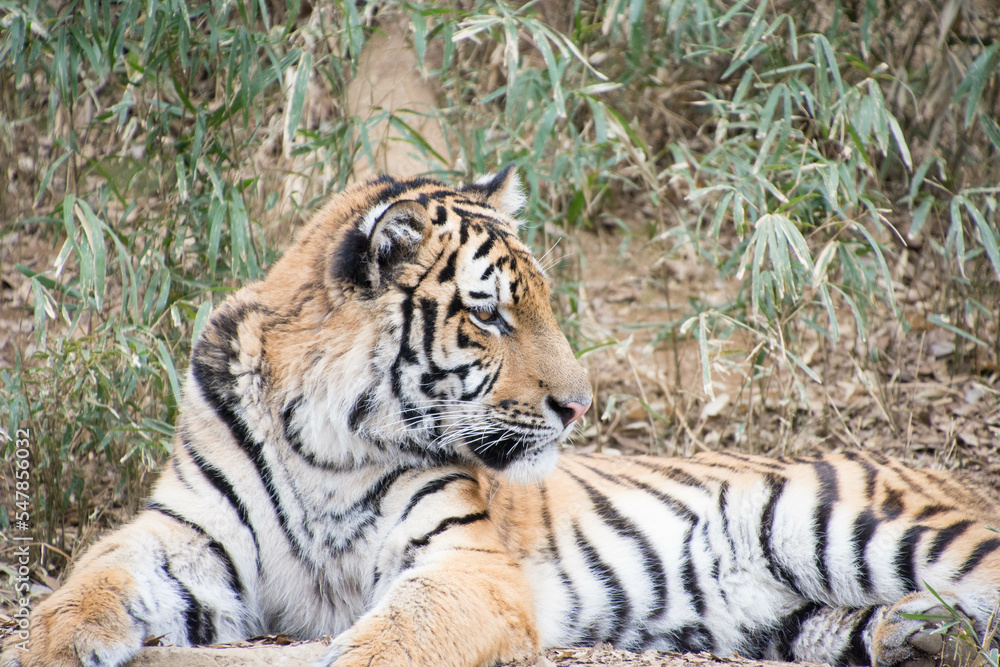 Fototapeta premium 子とら