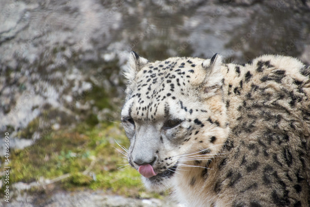 Fototapeta premium 雪豹