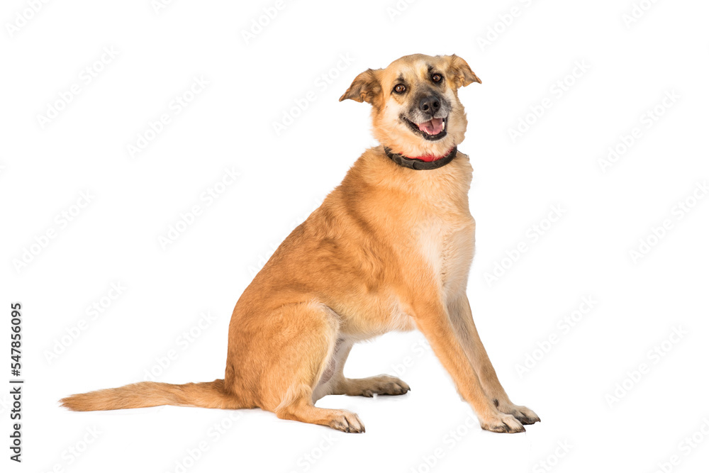 stray dog isolated on a white background