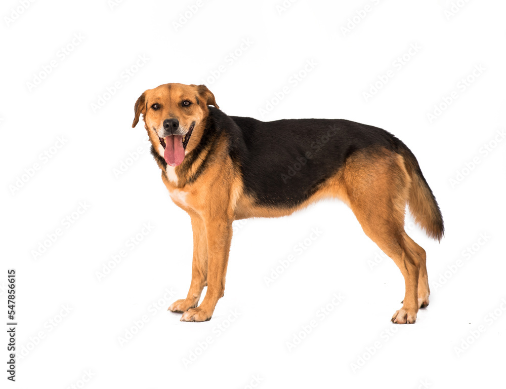 stray dog isolated on a white background stray dog isolated on a white background