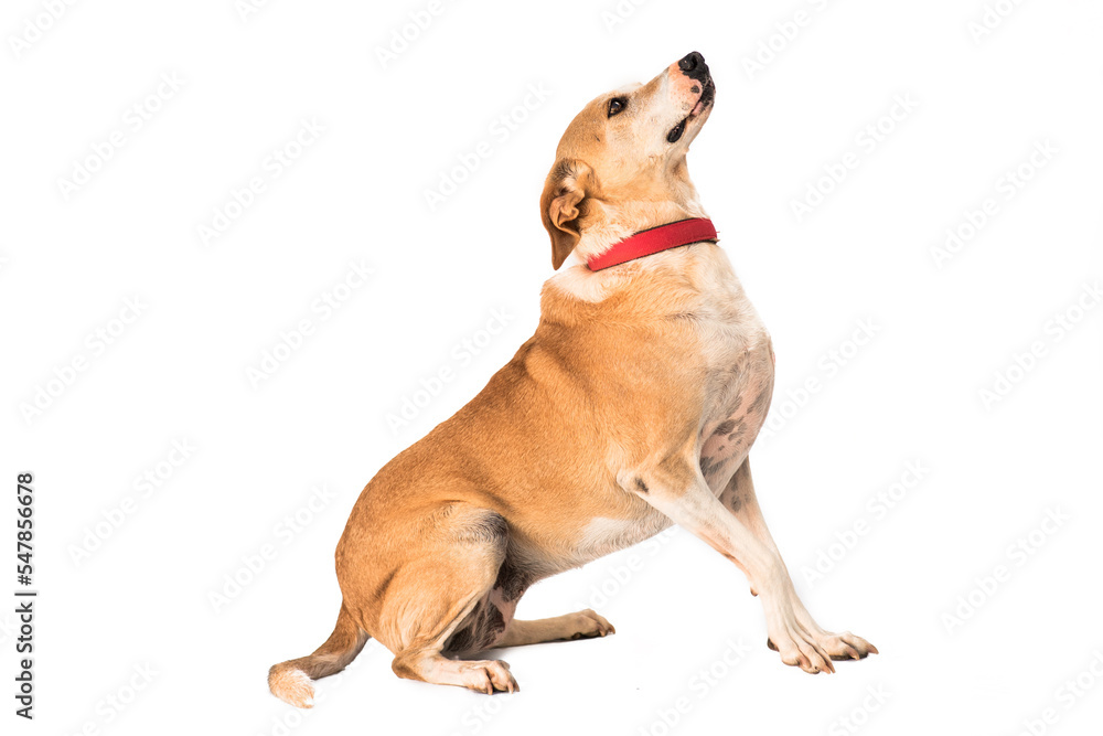 Obraz premium stray dog isolated on a white background