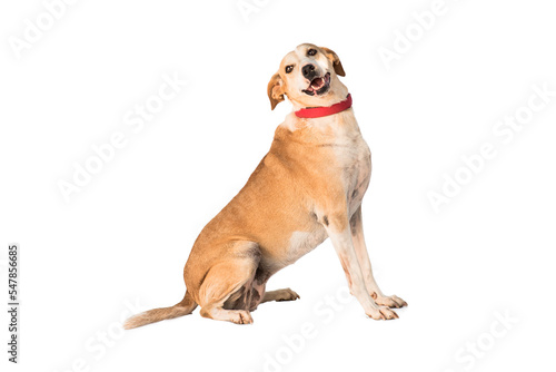 stray dog isolated on a white background