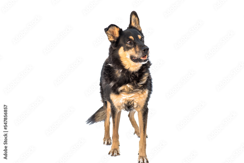 Stray dog  isolated on a white background
