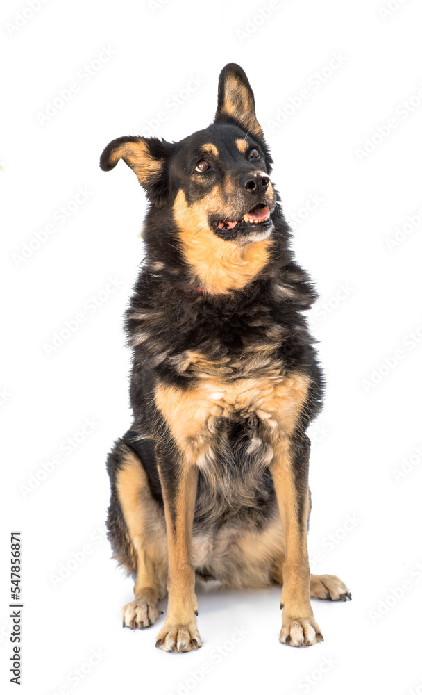 Stray dog isolated on a white background Stray dog isolated on a white background